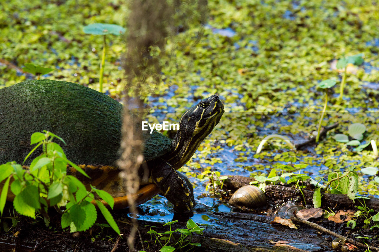 Close-up of turtle on marshland