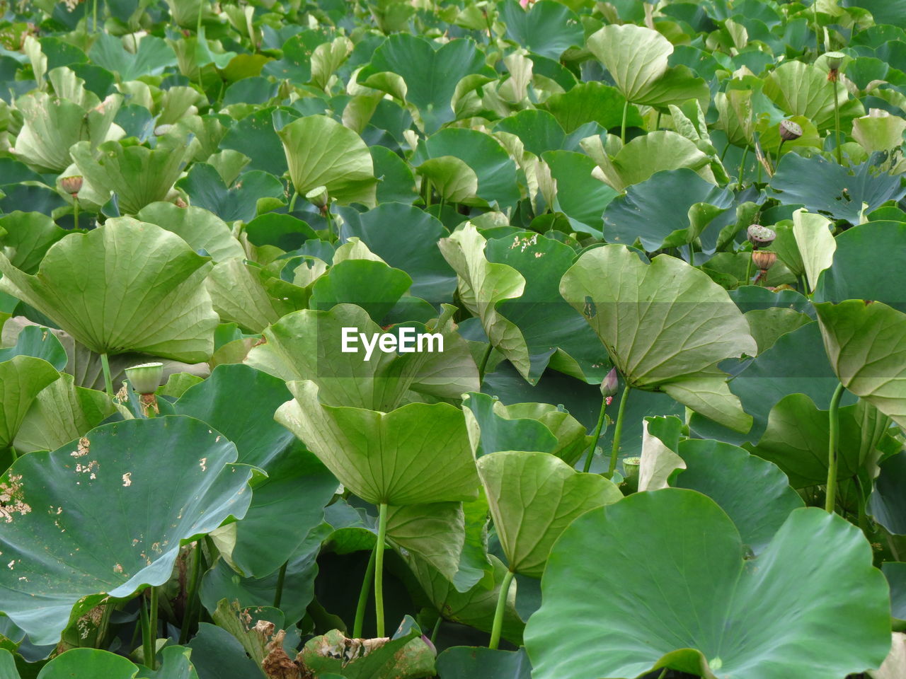 The surface of lotus leaves is superhydrophobic