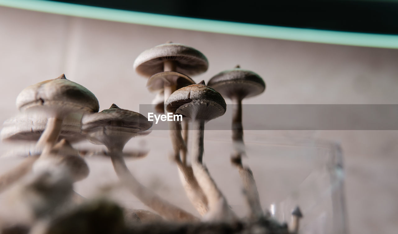 CLOSE-UP OF MUSHROOMS ON WHITE FLOWER IN PLATE