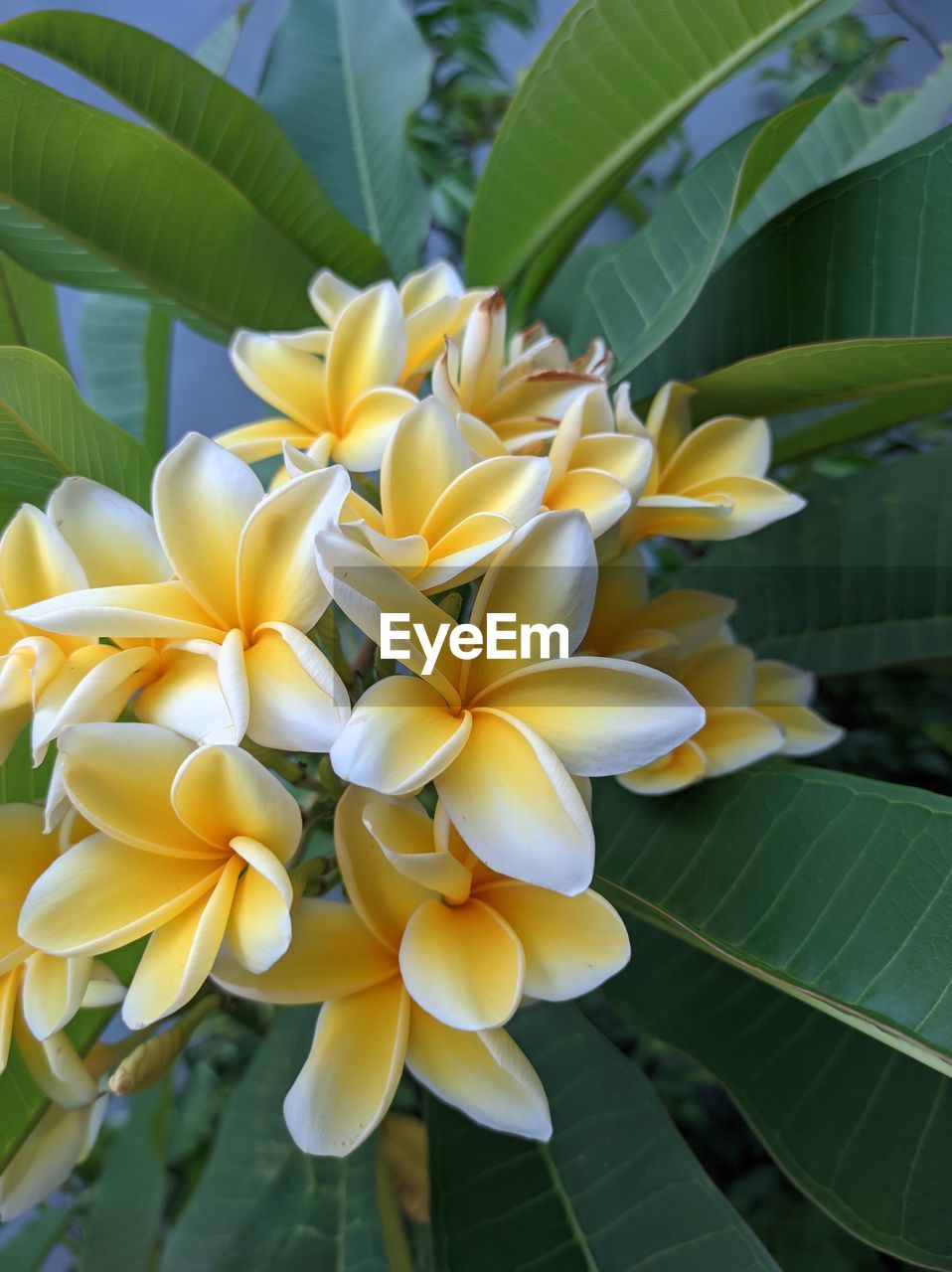 plant, flower, flowering plant, leaf, plant part, beauty in nature, freshness, growth, nature, close-up, yellow, petal, fragility, flower head, frangipani, no people, inflorescence, green, tropical climate, outdoors, day