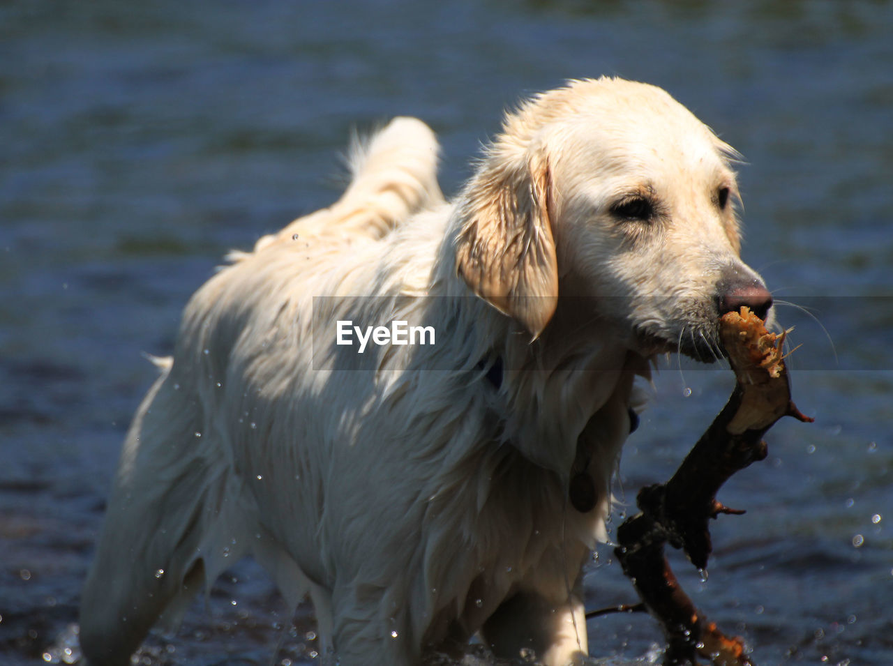 Dog carrying a stick in water