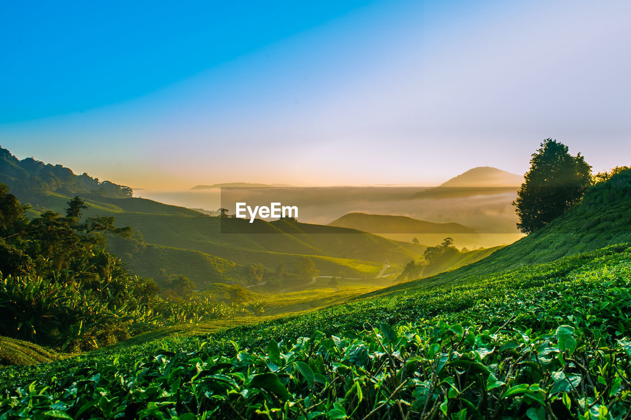 Scenic view of agricultural field against sky