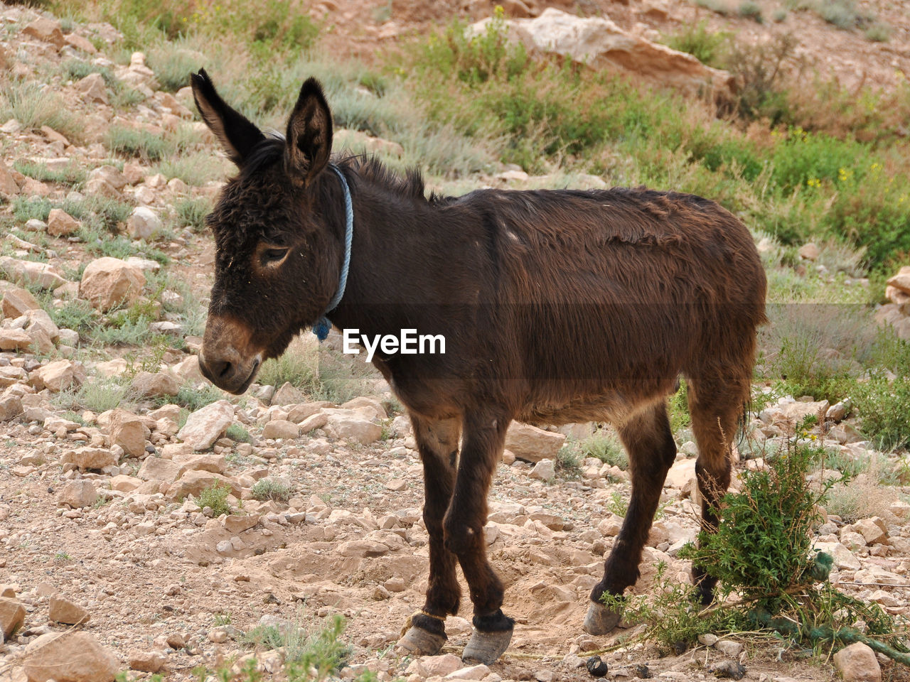 VIEW OF A HORSE