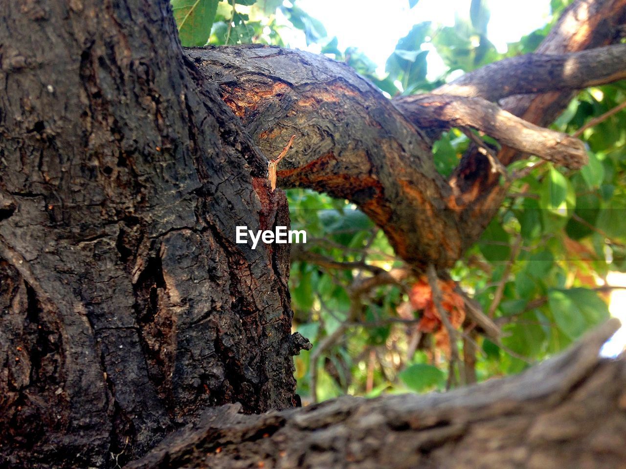 CLOSE-UP OF TREE TRUNK ON ROCK