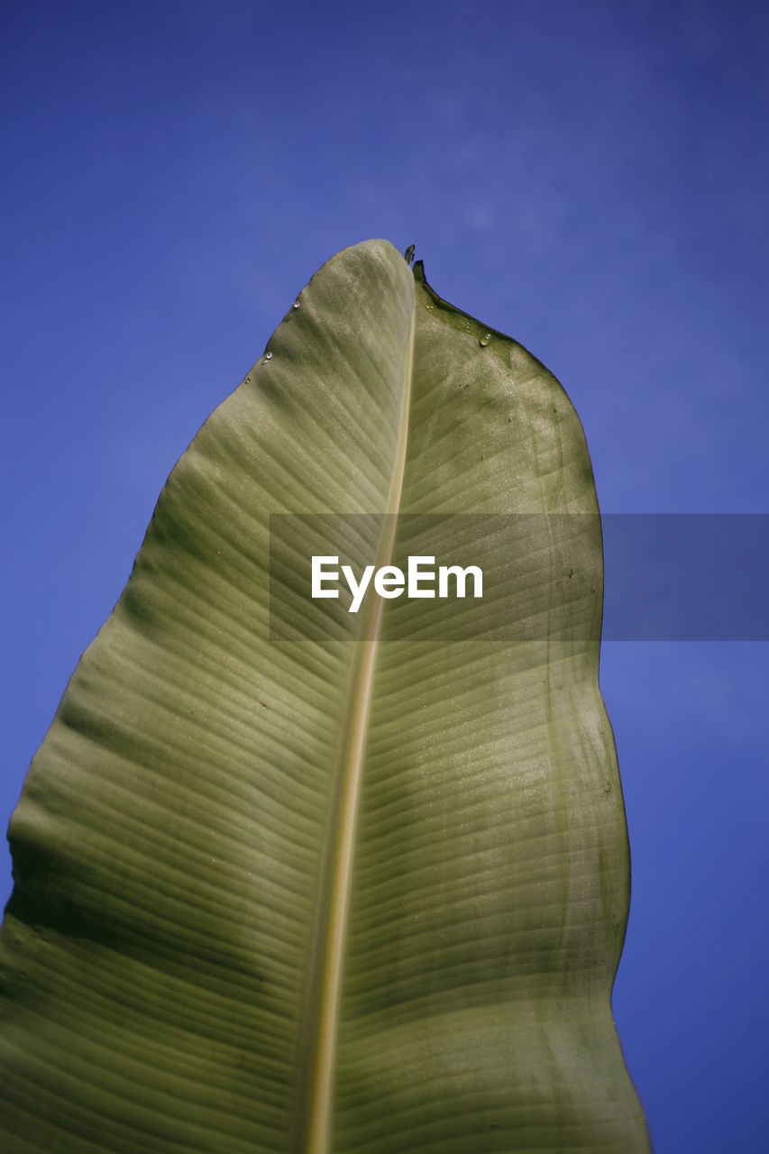 Low angle view of banana leaf against blue sky