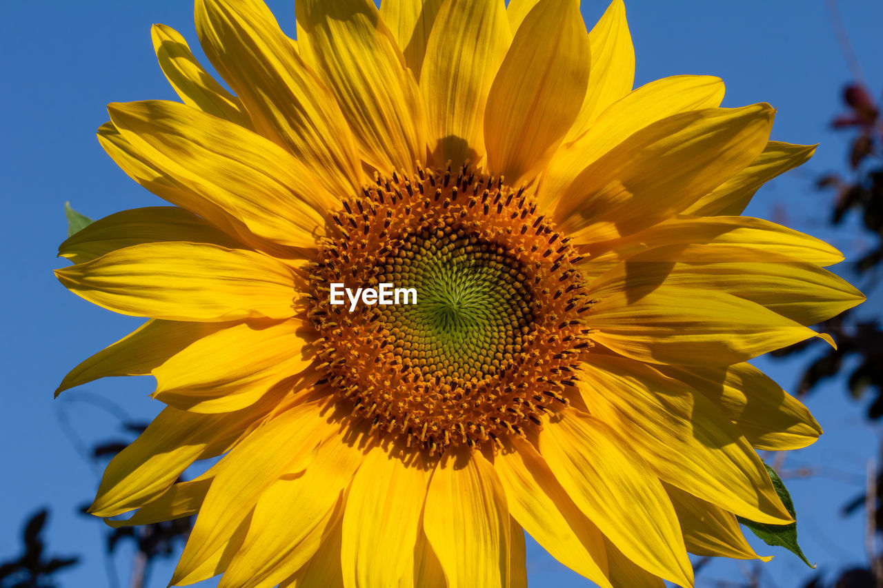 CLOSE-UP OF SUNFLOWER AGAINST YELLOW FLOWER