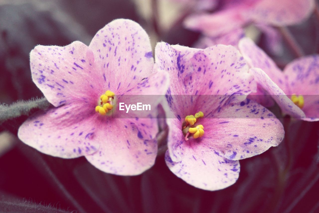 Close-up of pink flowers blooming outdoors