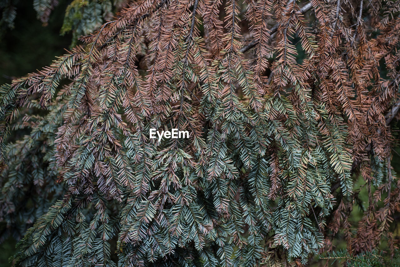 CLOSE-UP OF PLANTS