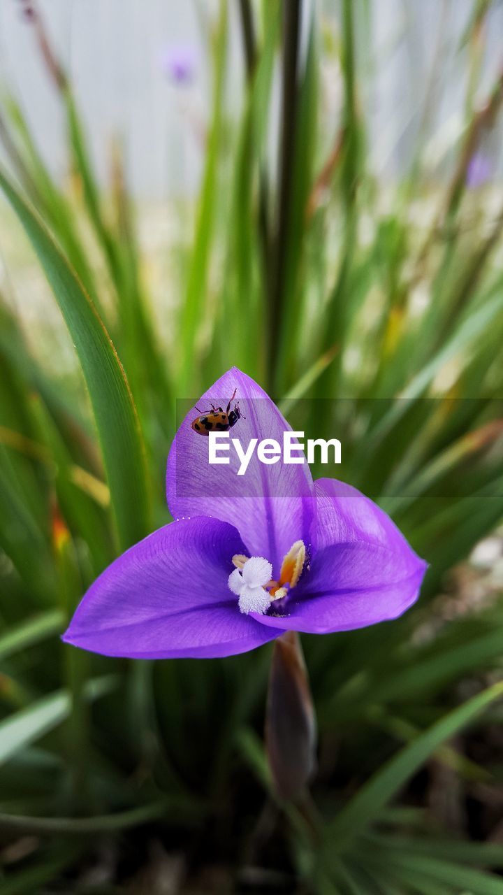 CLOSE-UP OF PURPLE FLOWER