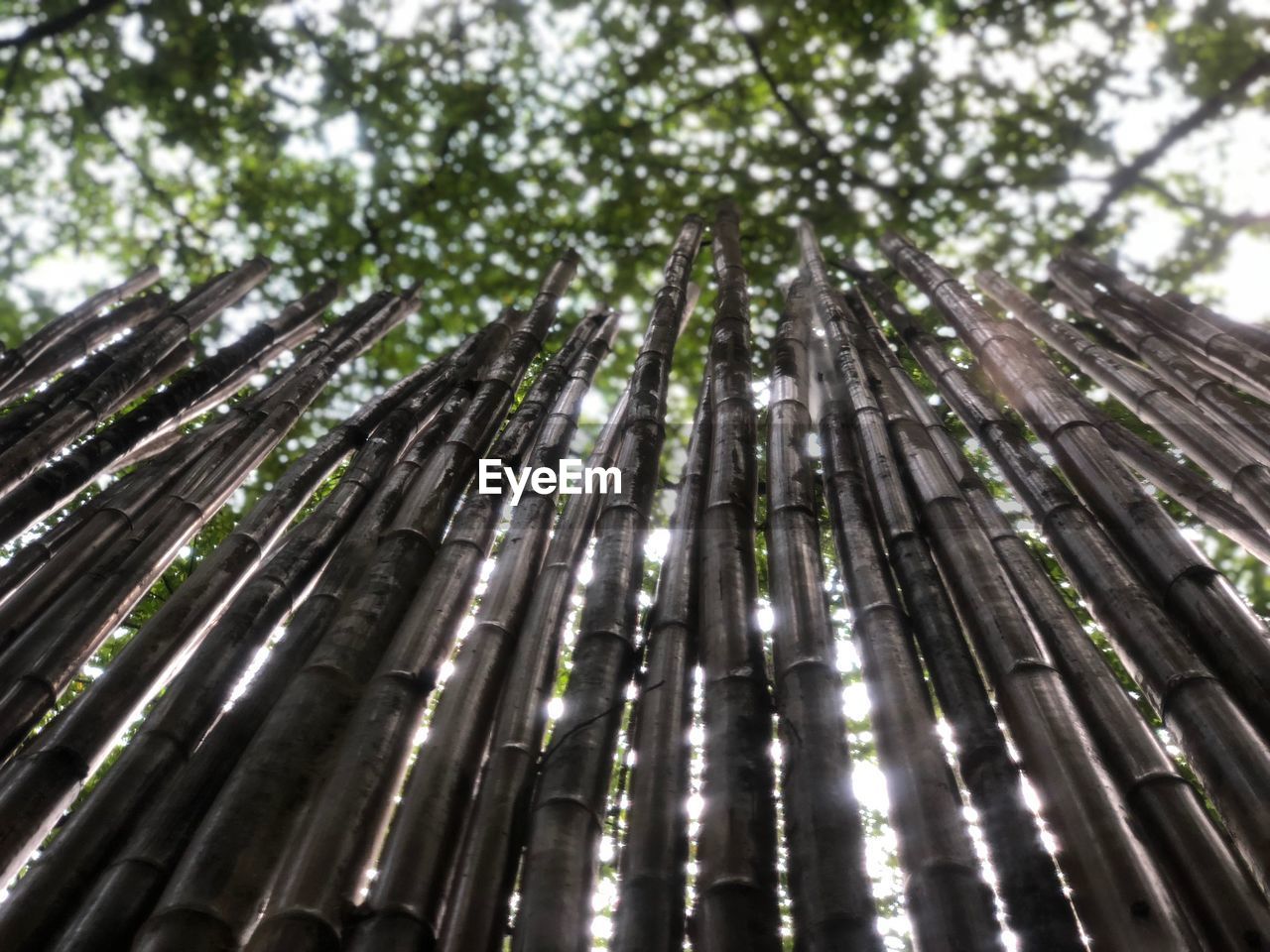 LOW ANGLE VIEW OF BAMBOO TREE