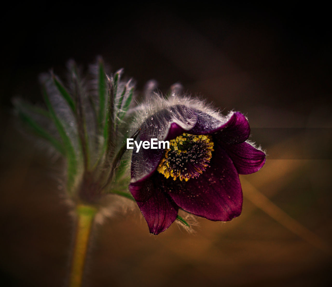 Close-up of purple flowering plant