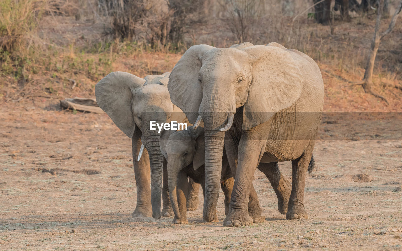 The african bush elephant