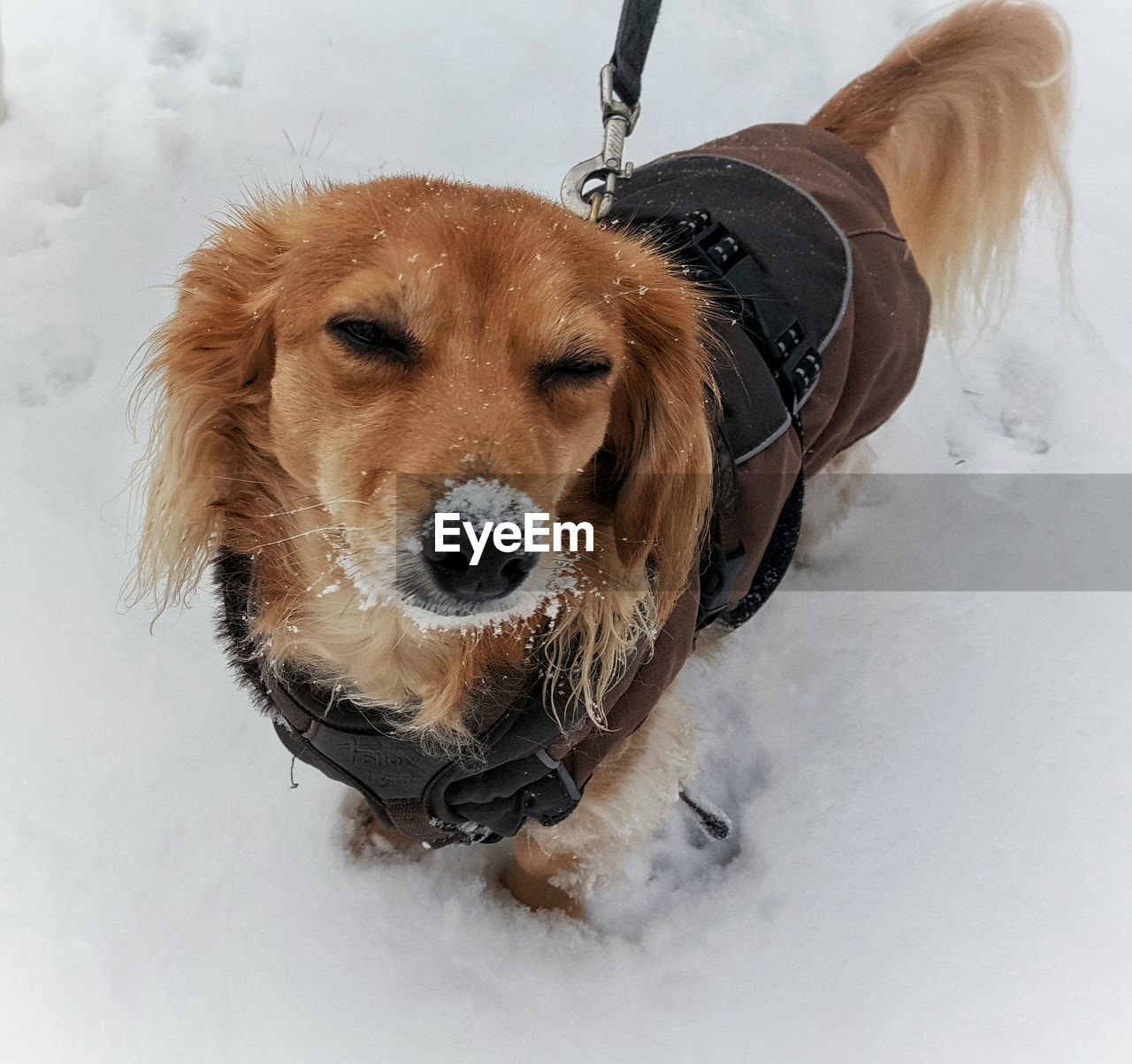 Dog on snow covered tree