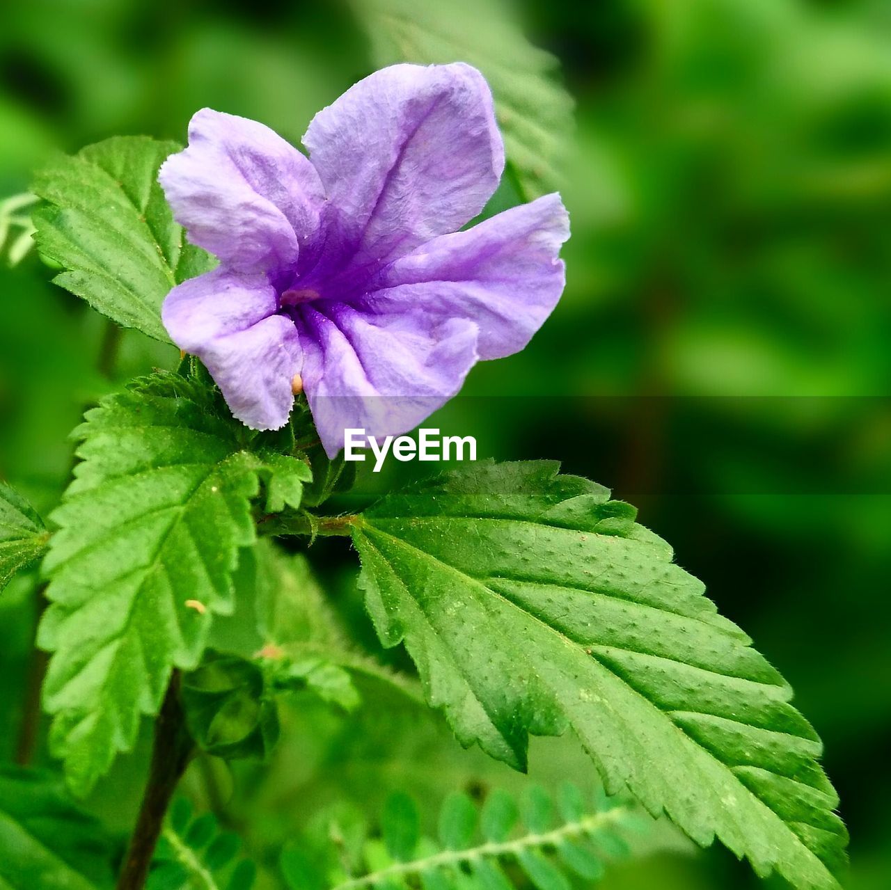 CLOSE-UP OF PURPLE FLOWER