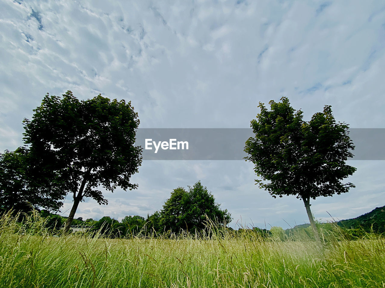 VIEW OF TREES ON FIELD AGAINST SKY