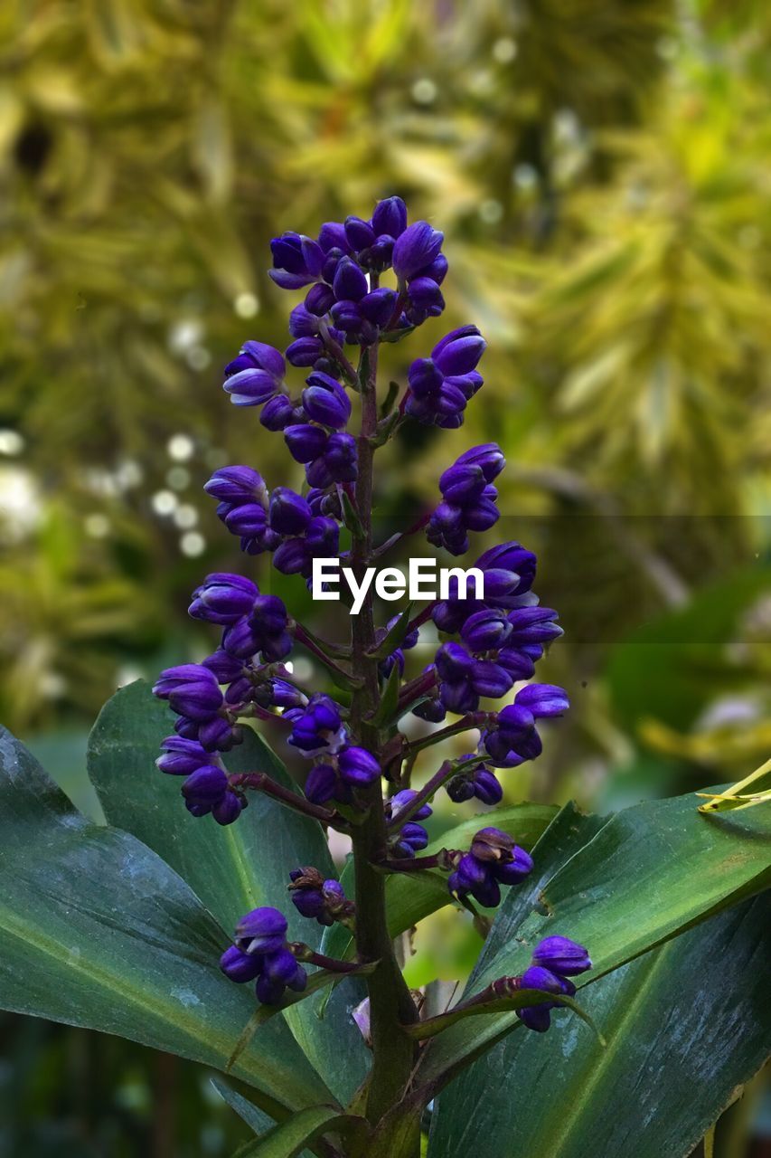 CLOSE-UP OF PURPLE FLOWER