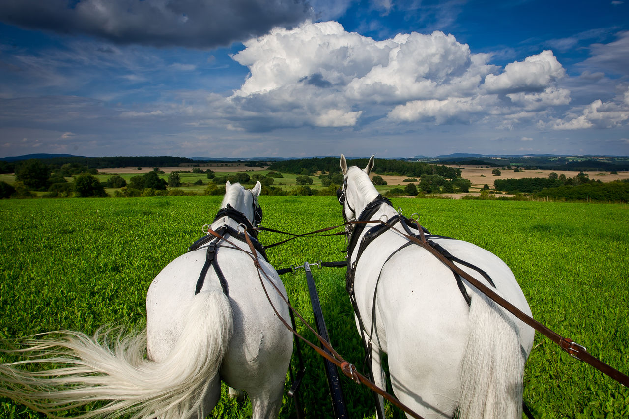 Horses on grassy landscape against cloudy sky