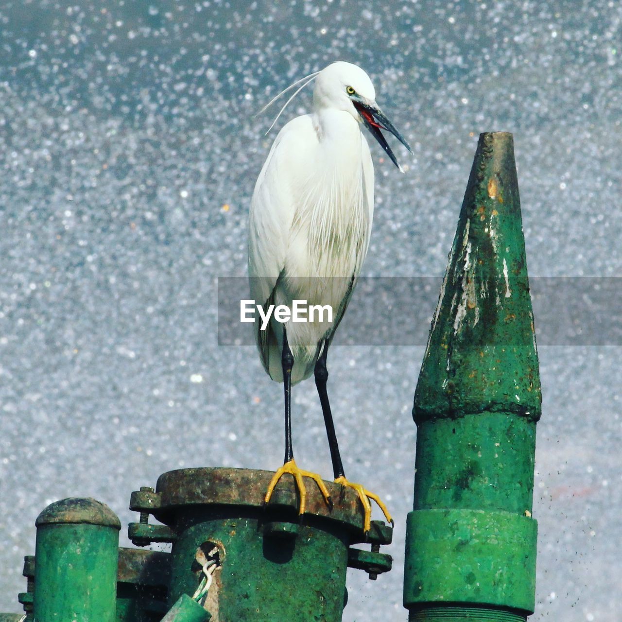 CLOSE-UP OF BIRD PERCHING ON SHORE