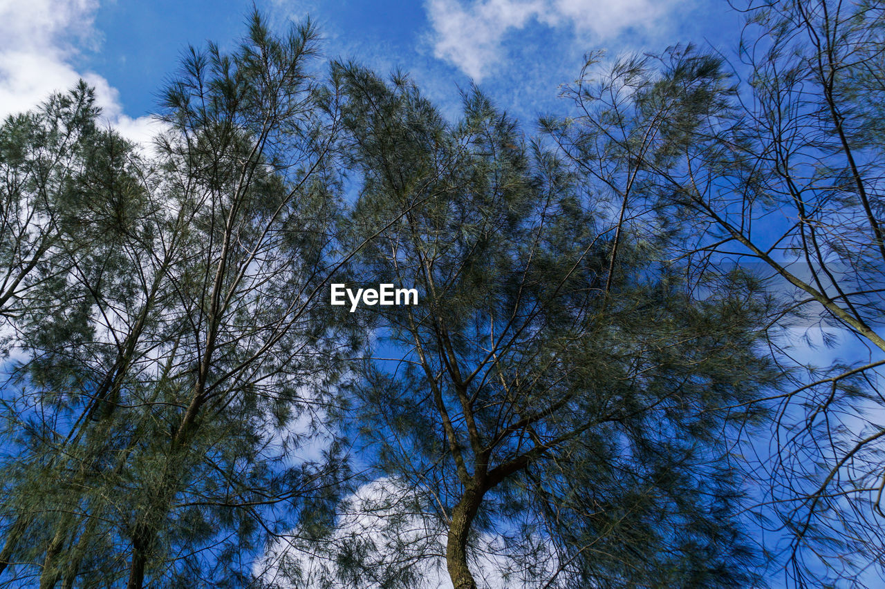 LOW ANGLE VIEW OF TREES AGAINST CLOUDY SKY