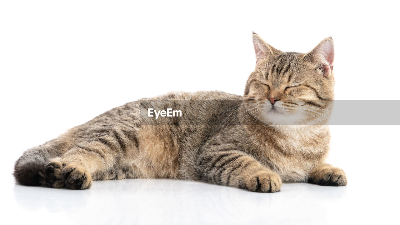 TABBY RESTING ON A WHITE BACKGROUND