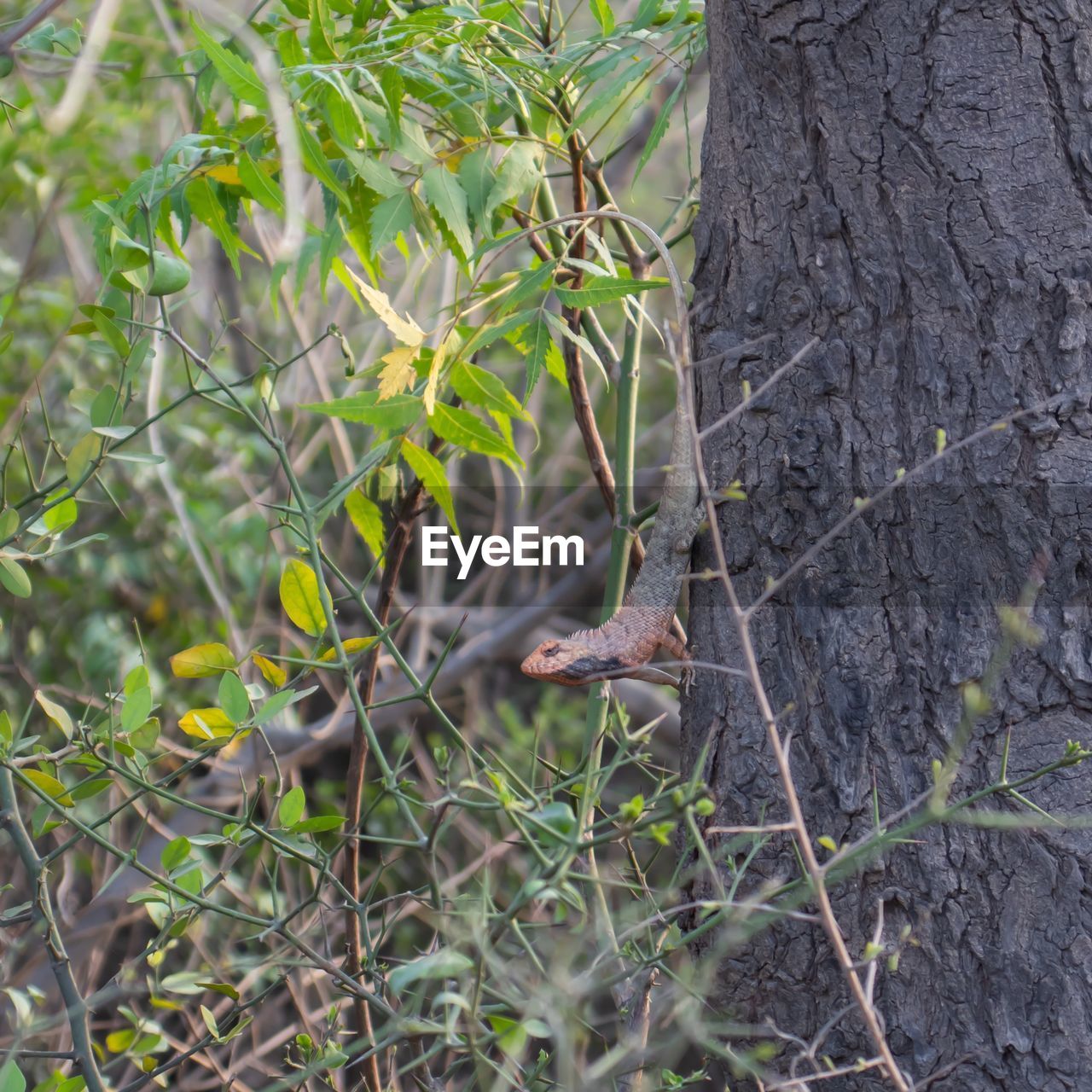 CLOSE-UP OF A TREE TRUNK