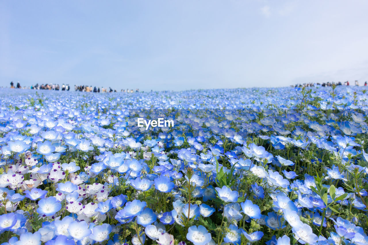 Close-up of white flowering plants on field against sky