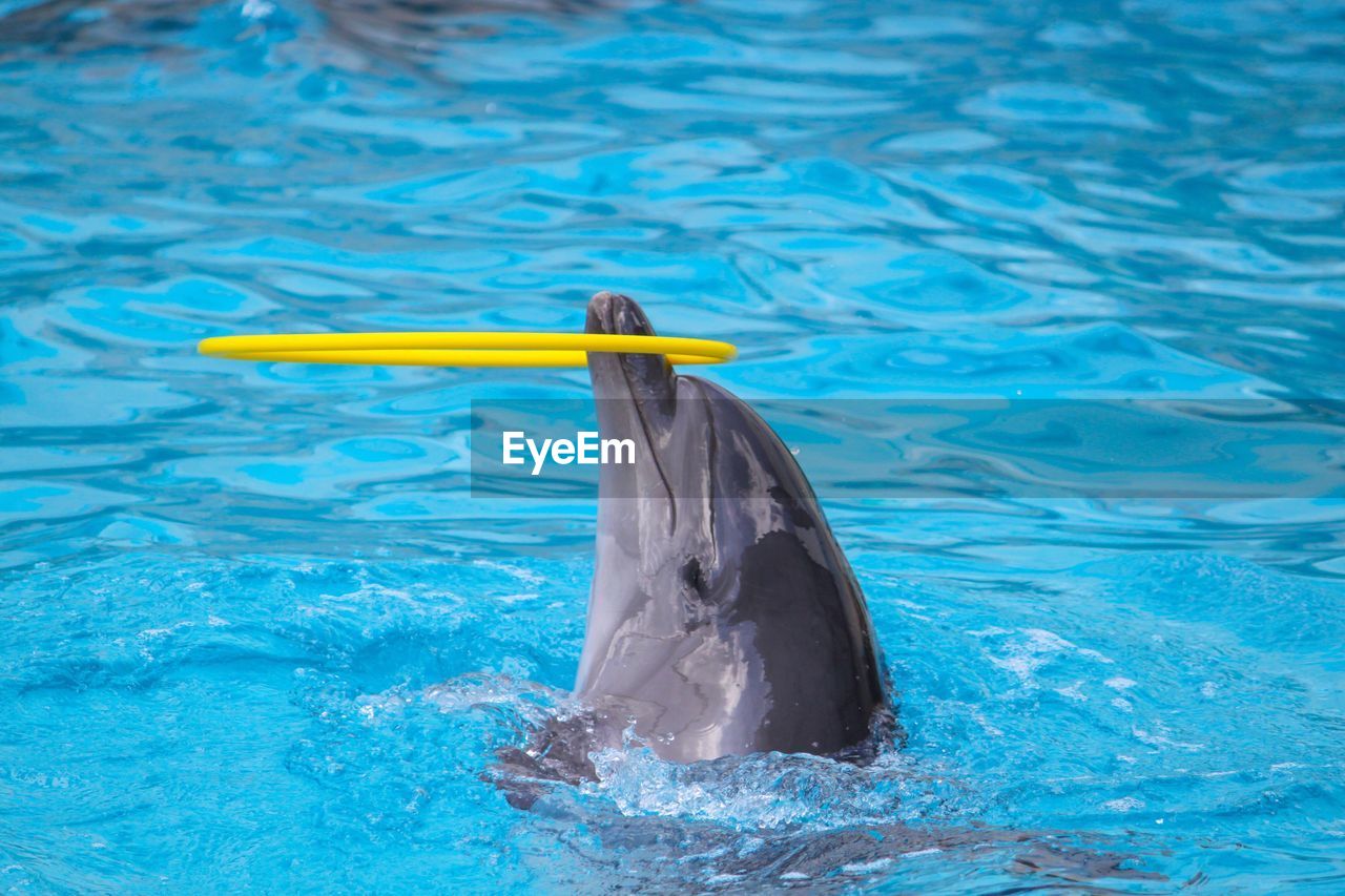 Dolphin swimming in pool