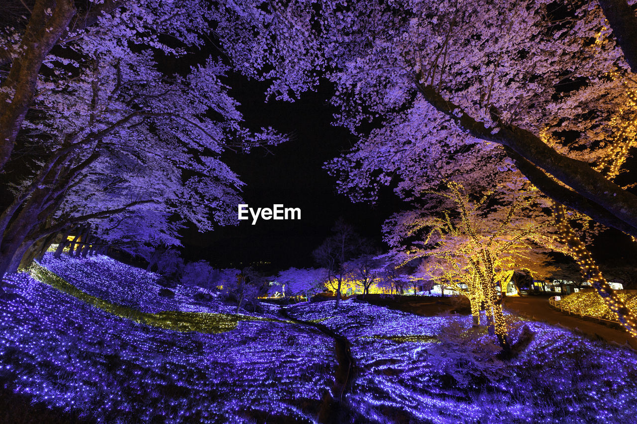 PURPLE FLOWERS ON WATER