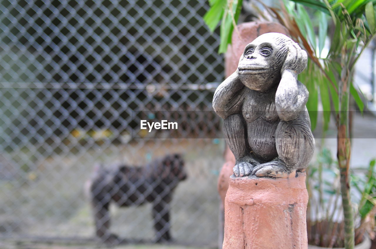 CLOSE-UP OF MONKEY ON ROCK