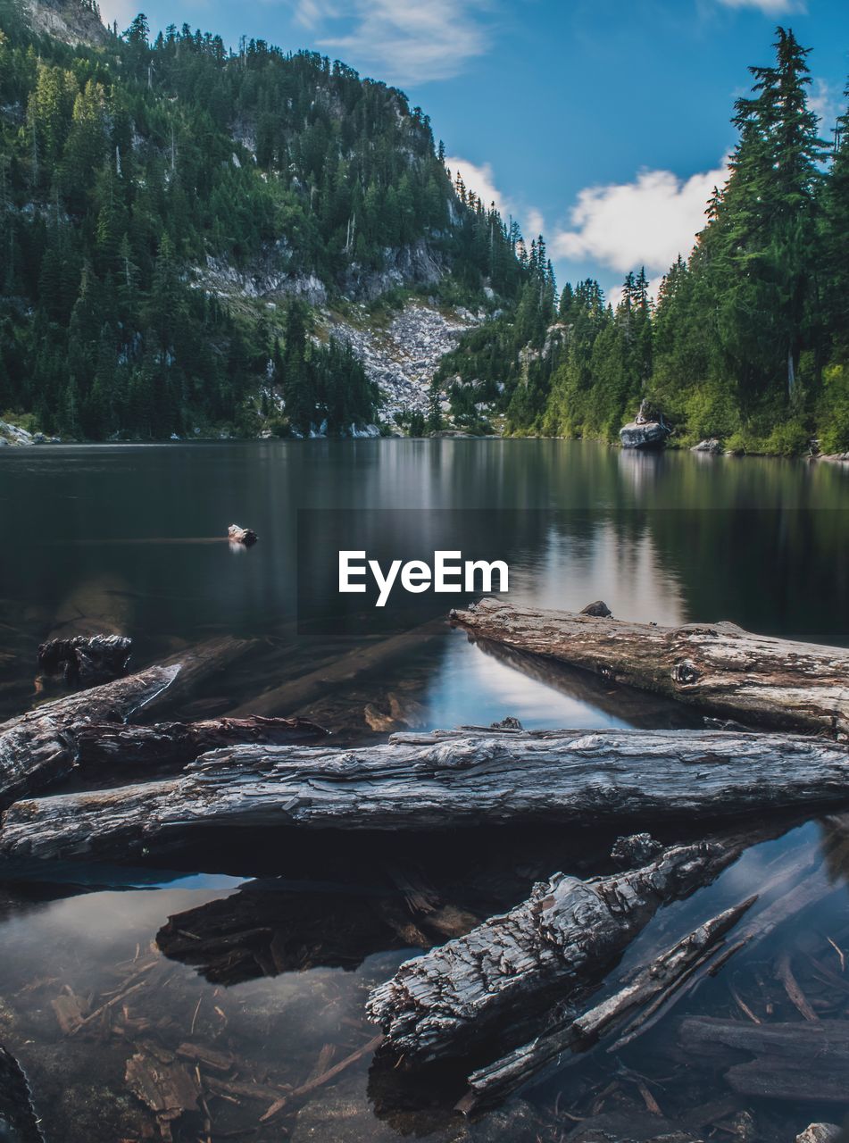 Logs in lake against mountain during sunny day
