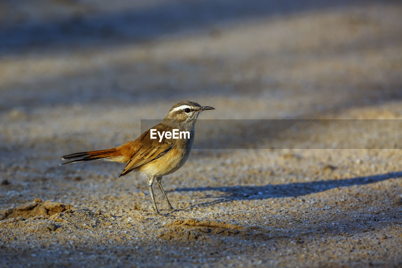close-up of bird perching on rock