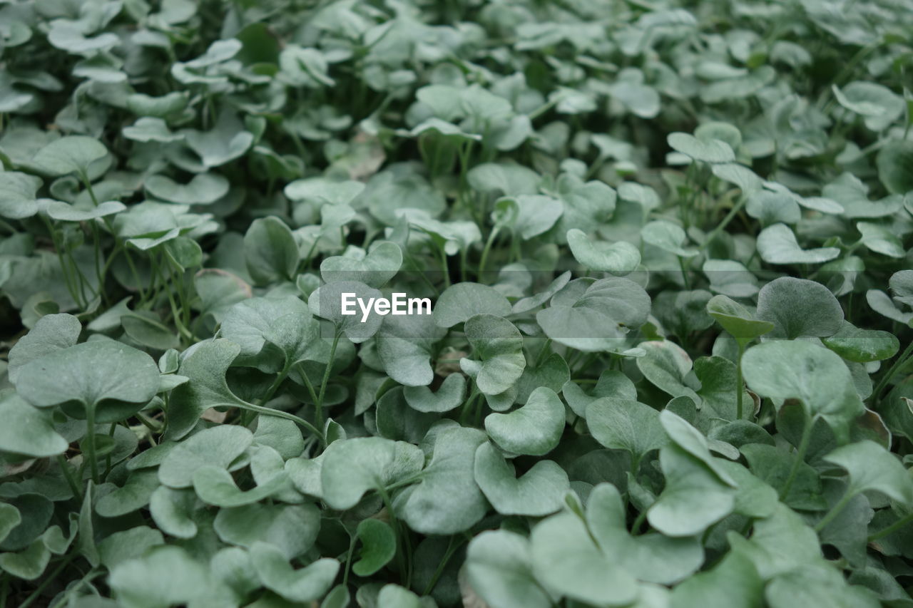 Full frame of leaves