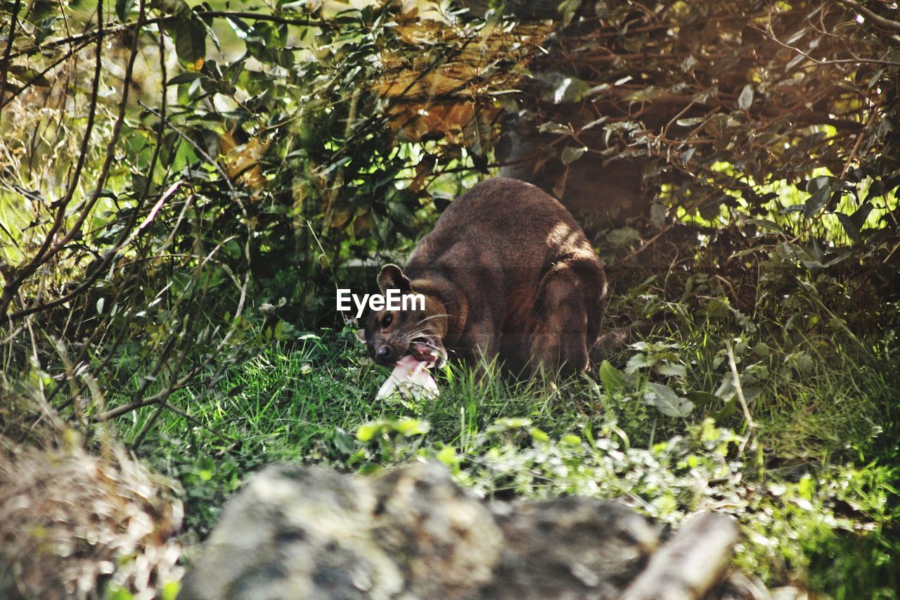 DOG LOOKING AWAY IN A FOREST