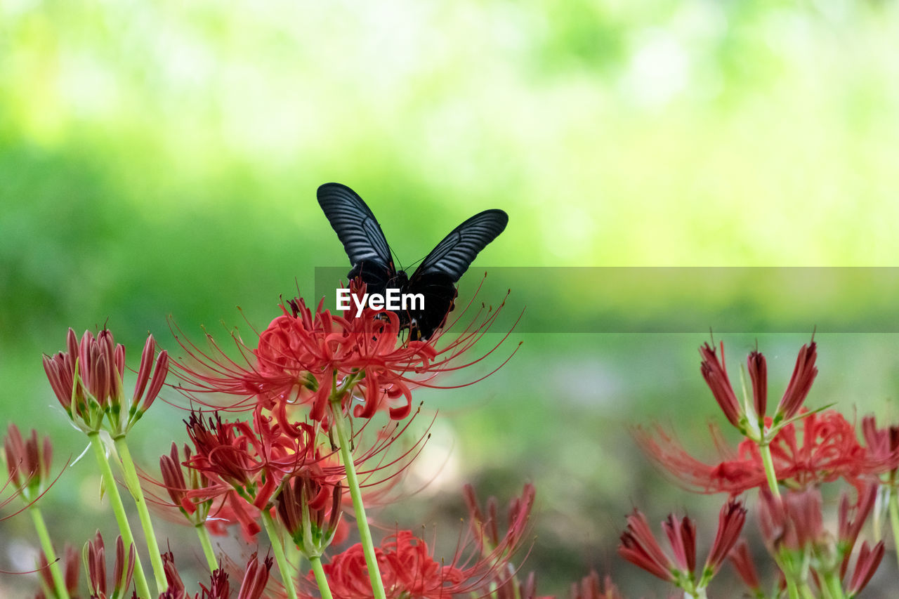 CLOSE-UP OF BUTTERFLY POLLINATING FLOWER