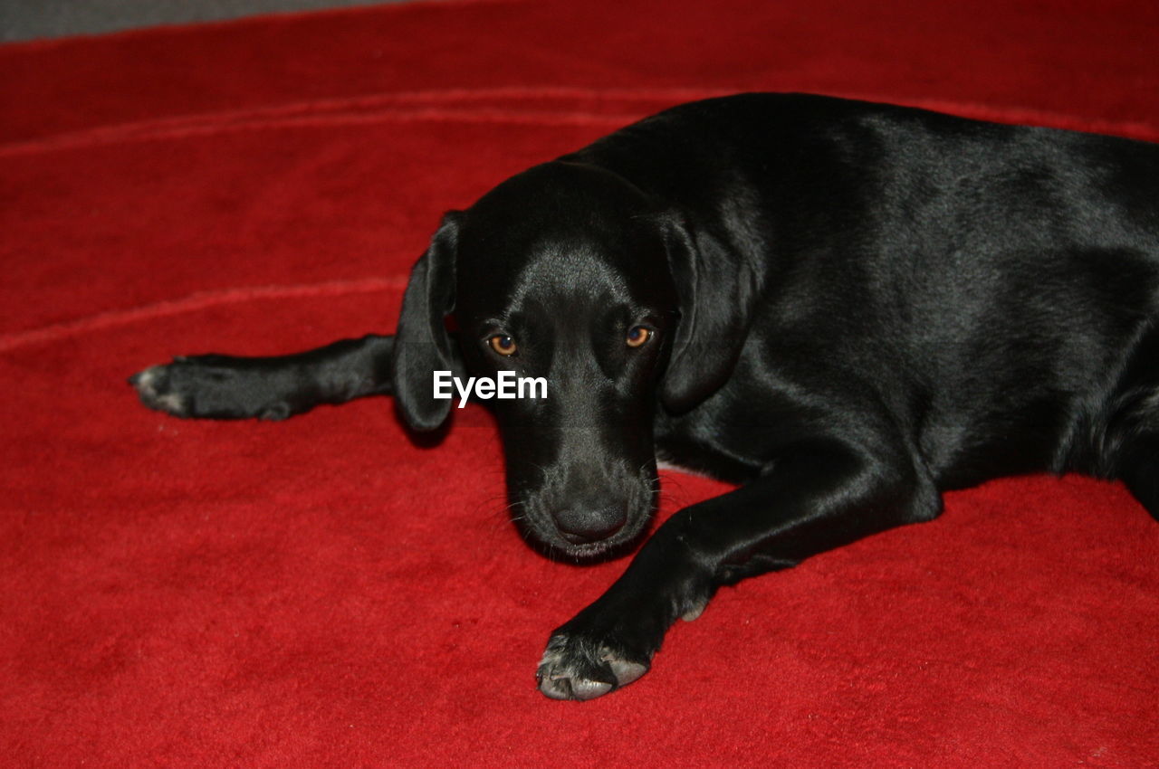 CLOSE-UP PORTRAIT OF BLACK DOG LYING ON RED CARPET