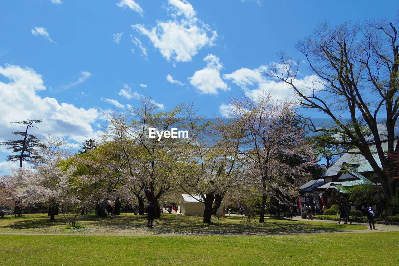 TREES ON GRASS AGAINST SKY