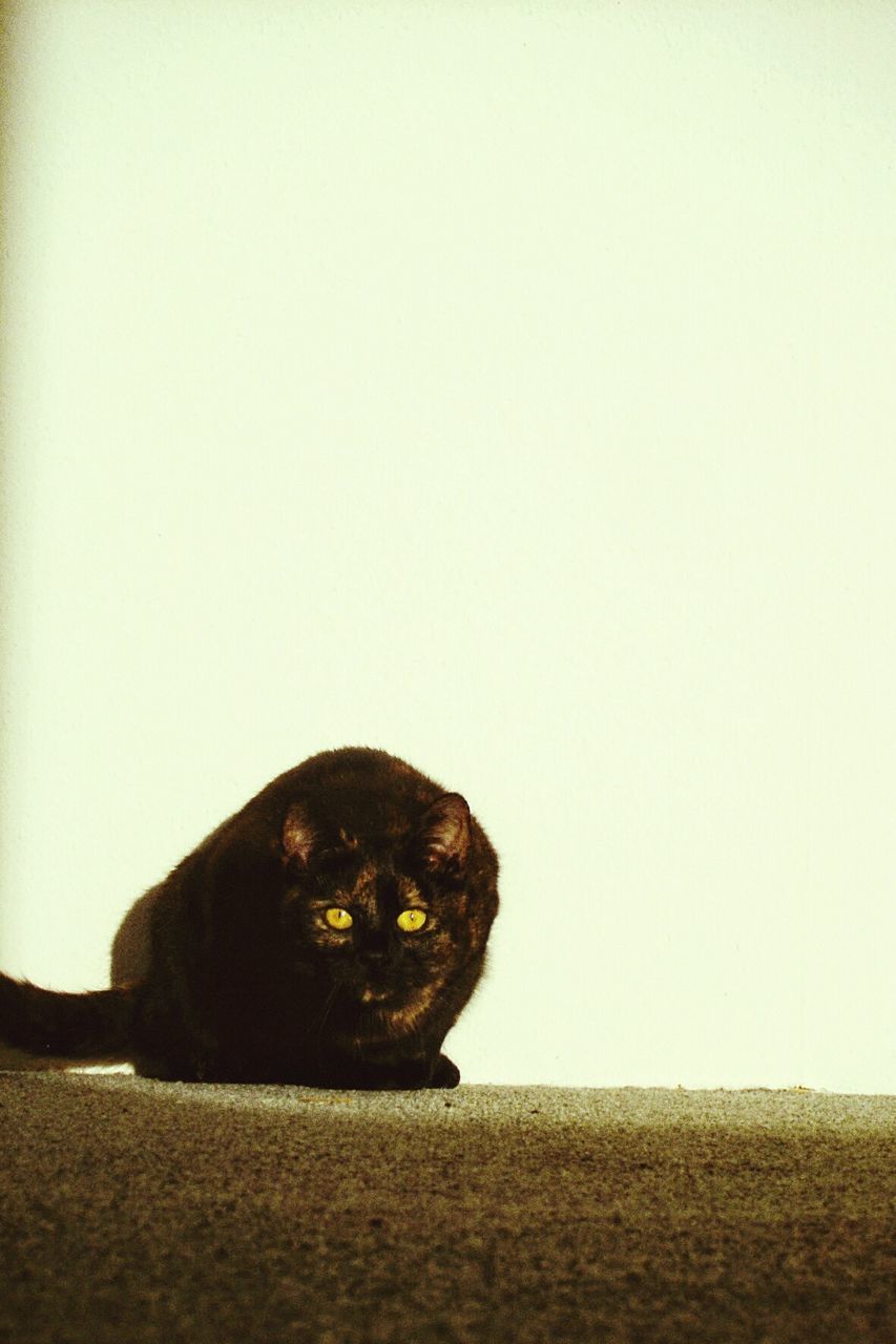 CLOSE-UP OF BLACK CAT