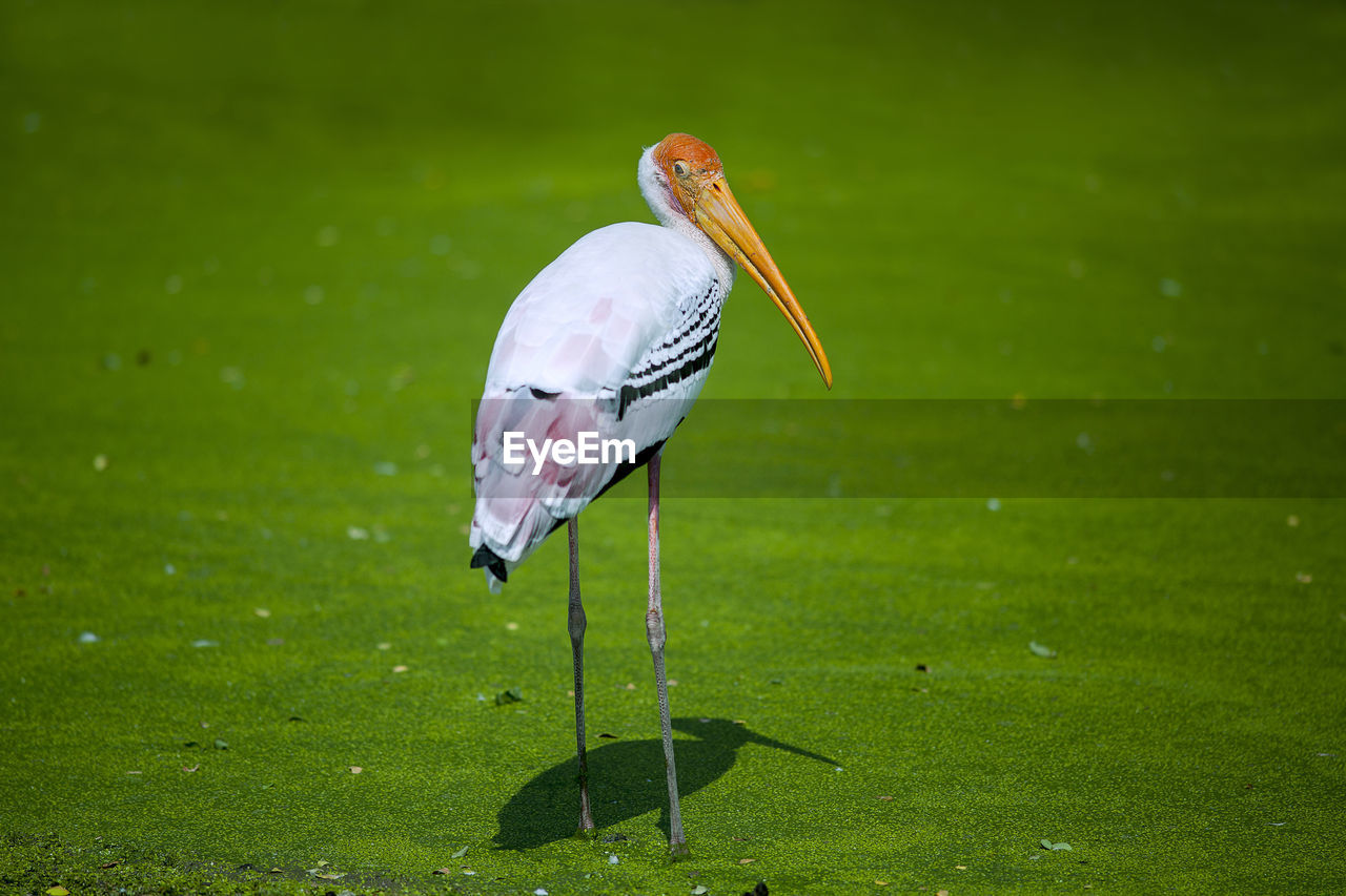 Stork standing on grass