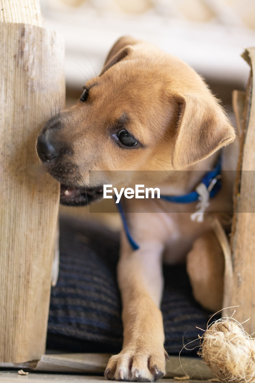 Close-up of dog puppy