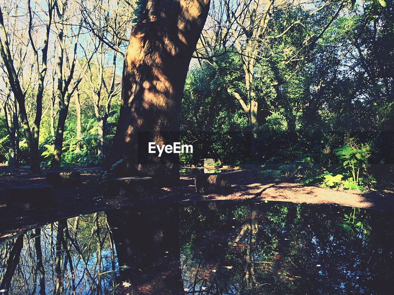 Trees by stream in forest