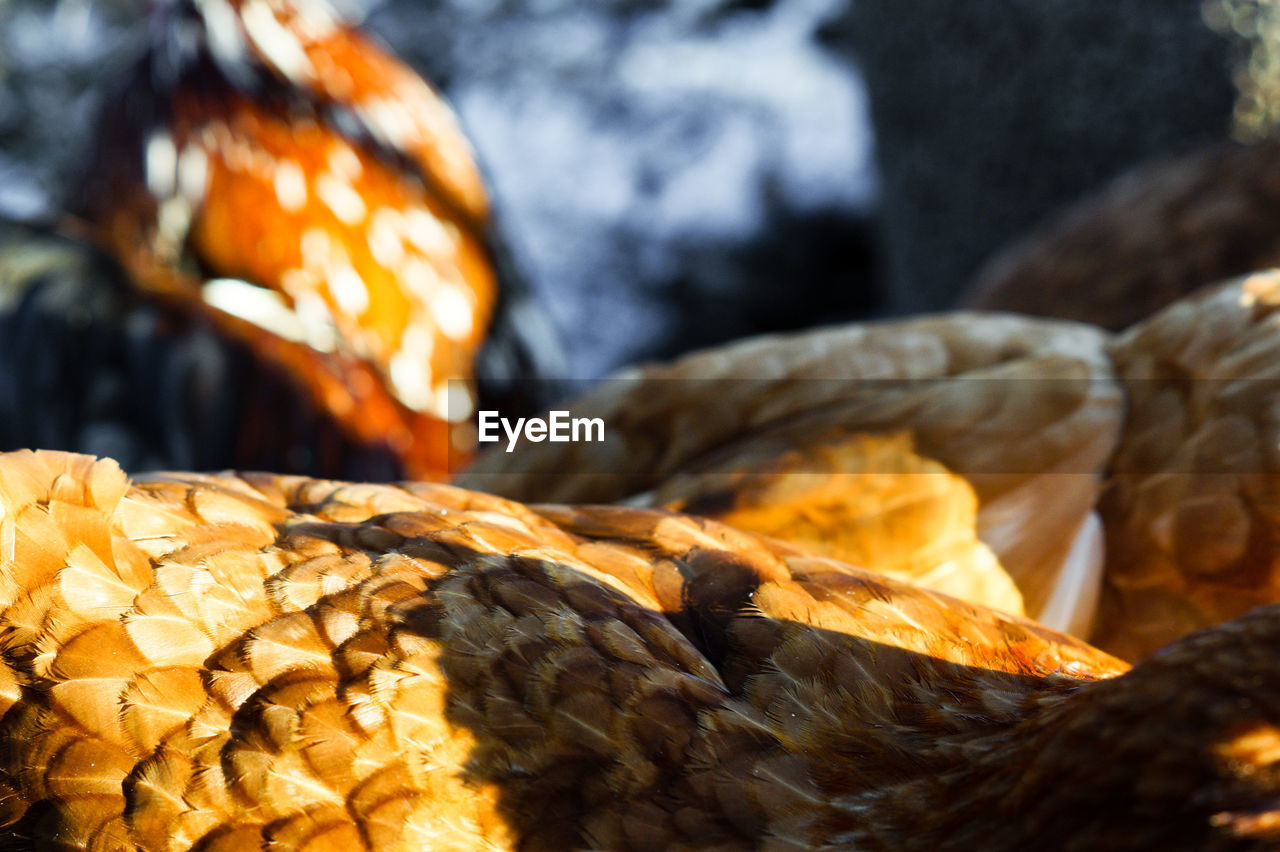 Close-up of chickens at farm