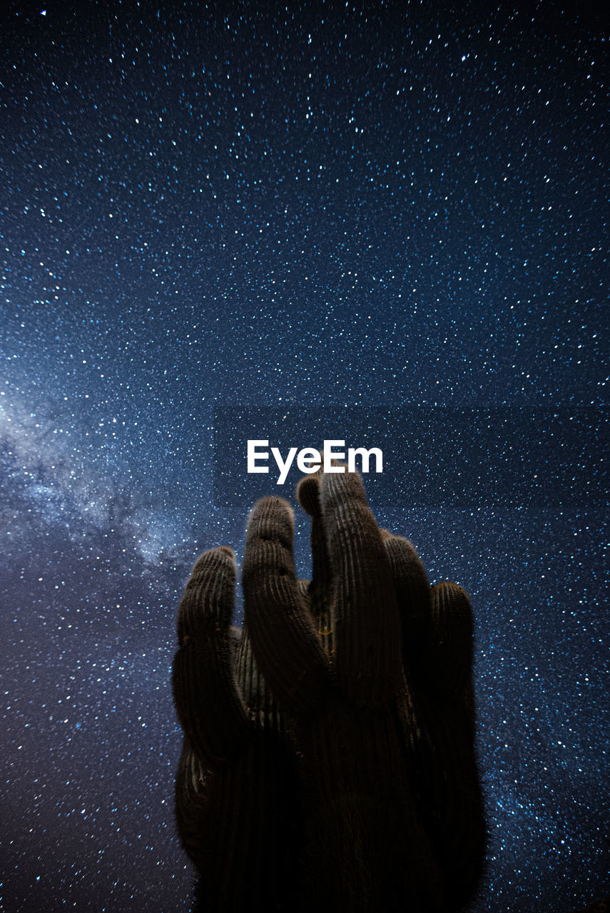 Low angle view of cactus against star field at night