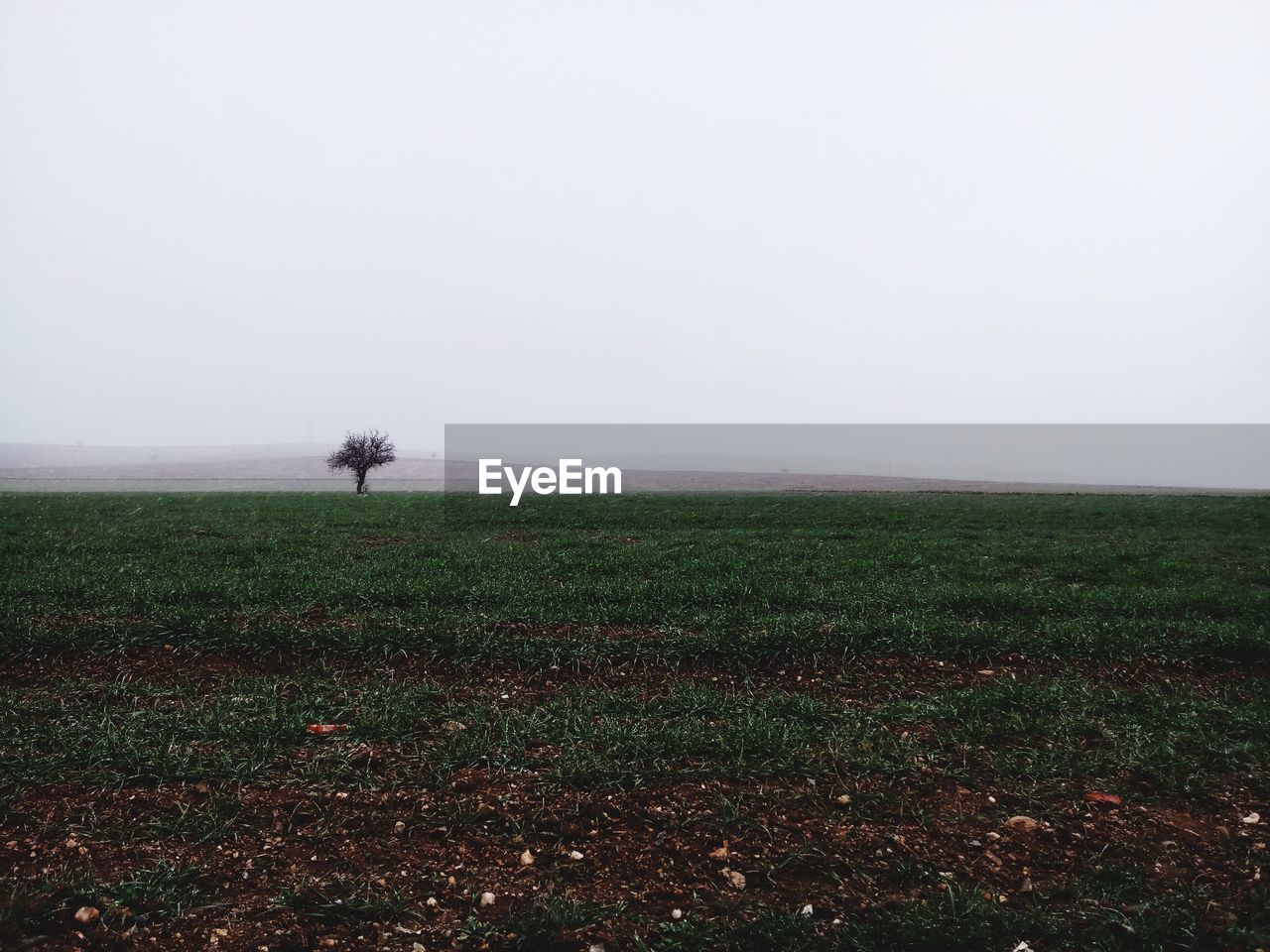 SCENIC VIEW OF FIELD IN FOGGY WEATHER