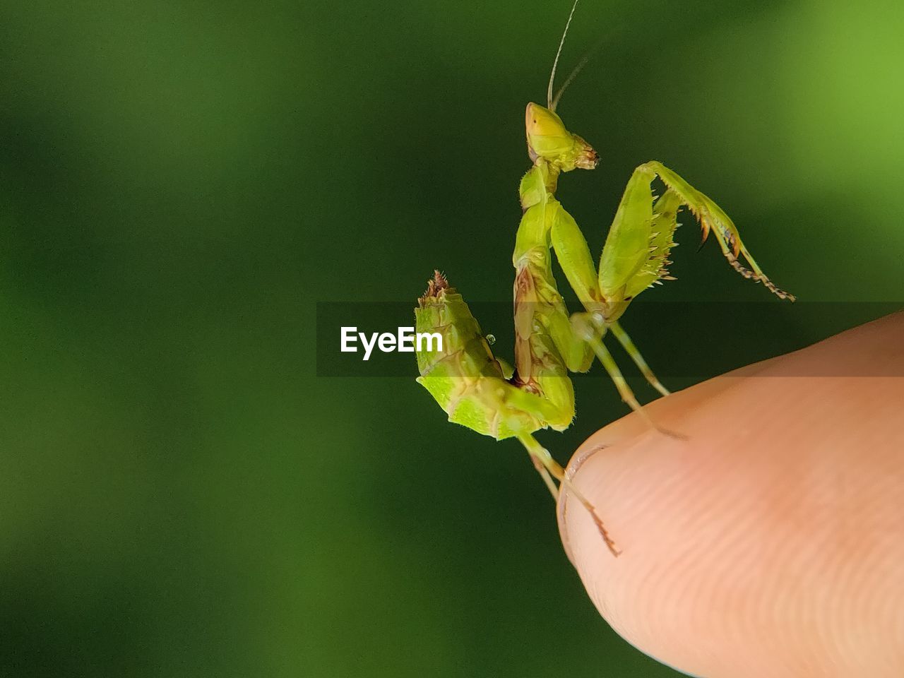 Close-up of insect on plant