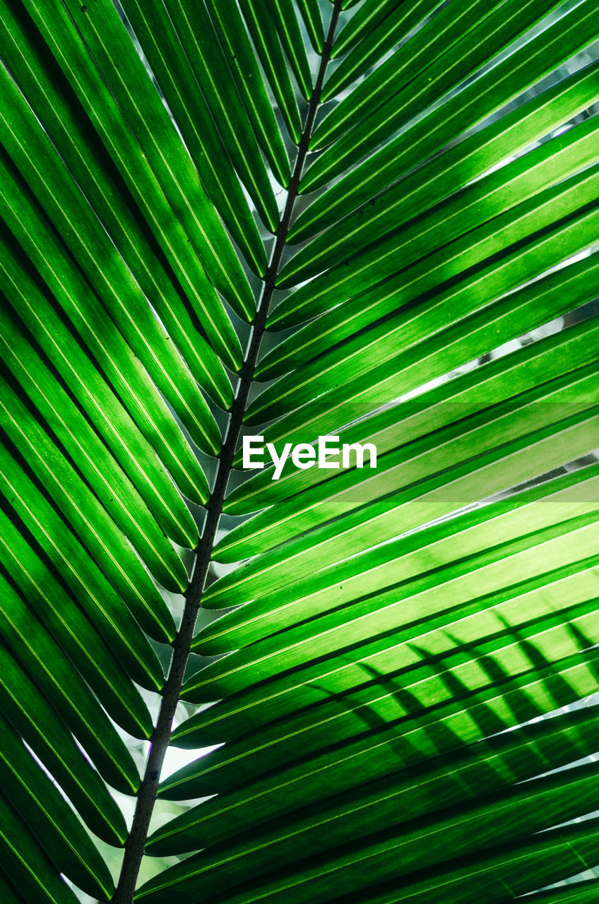 Full frame shot of palm leaves