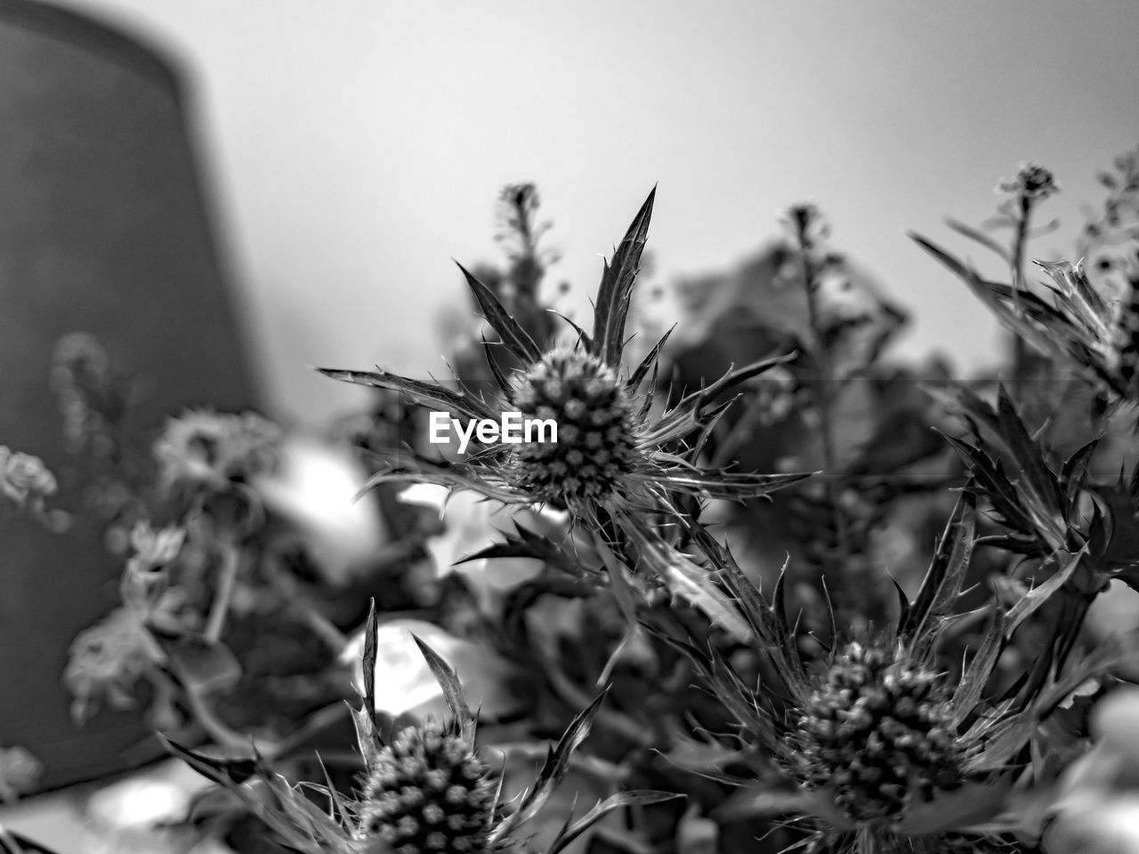 CLOSE-UP OF WILTED FLOWER PLANT