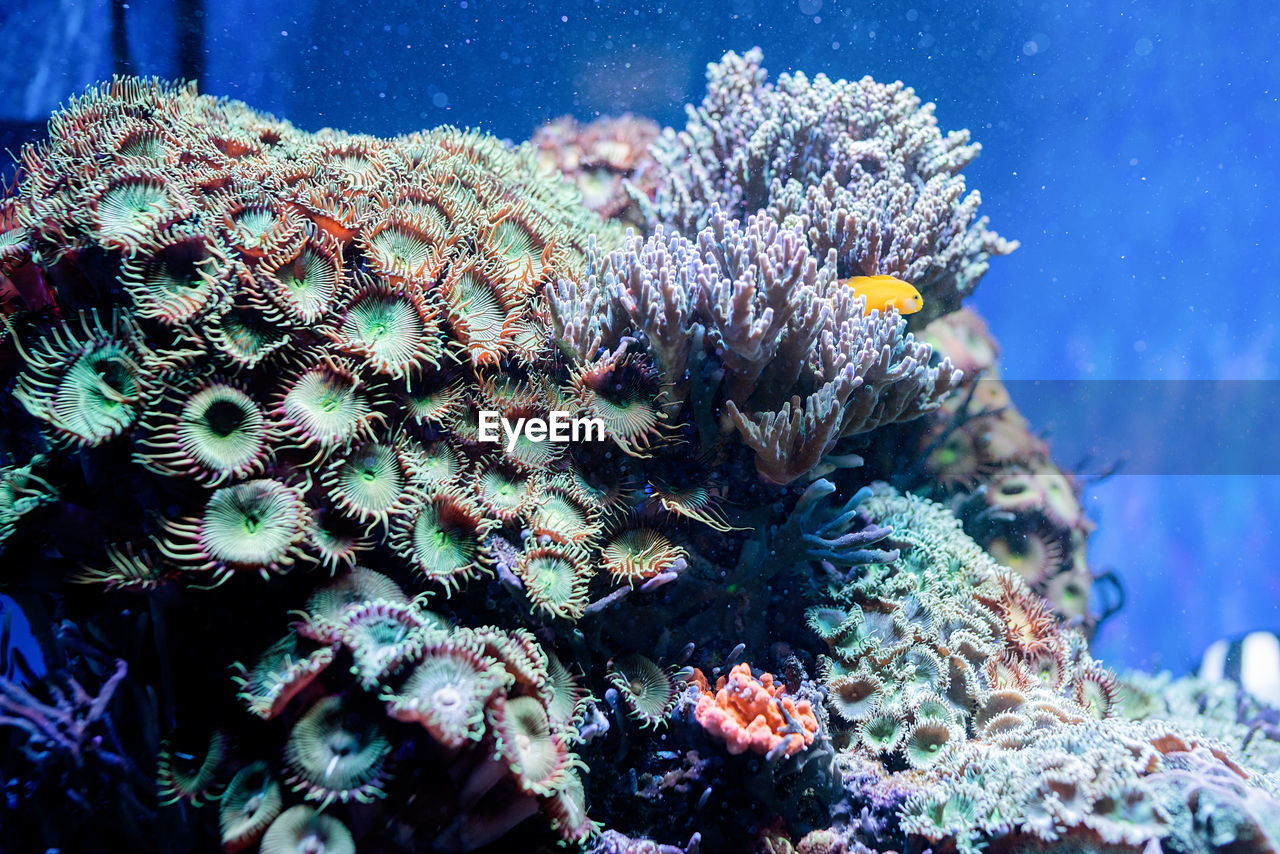 Underwater image of sea plants and algae in the sea, fish swimming in aquarium