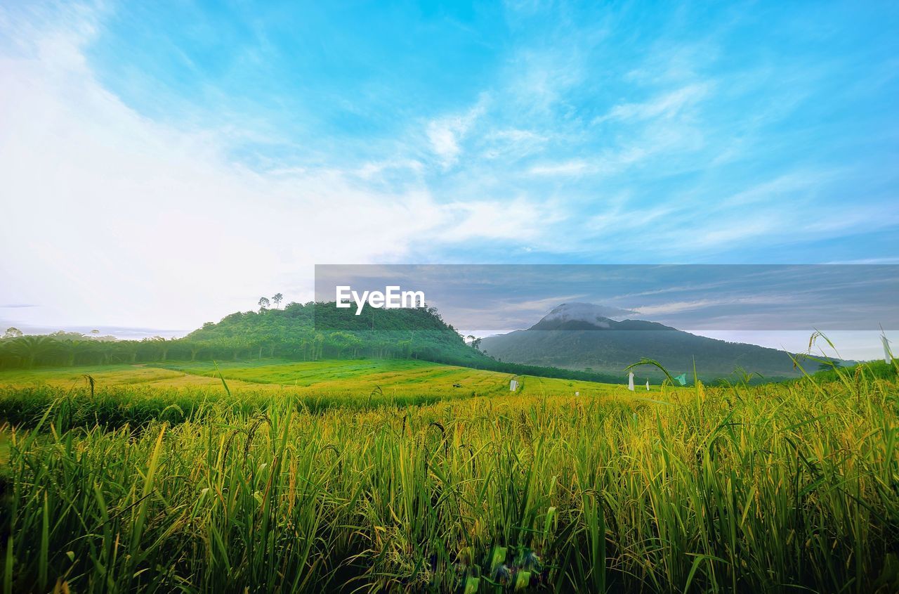 SCENIC VIEW OF VINEYARD AGAINST SKY