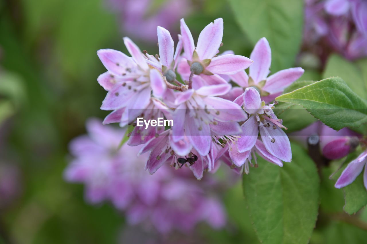 close-up of purple flowers