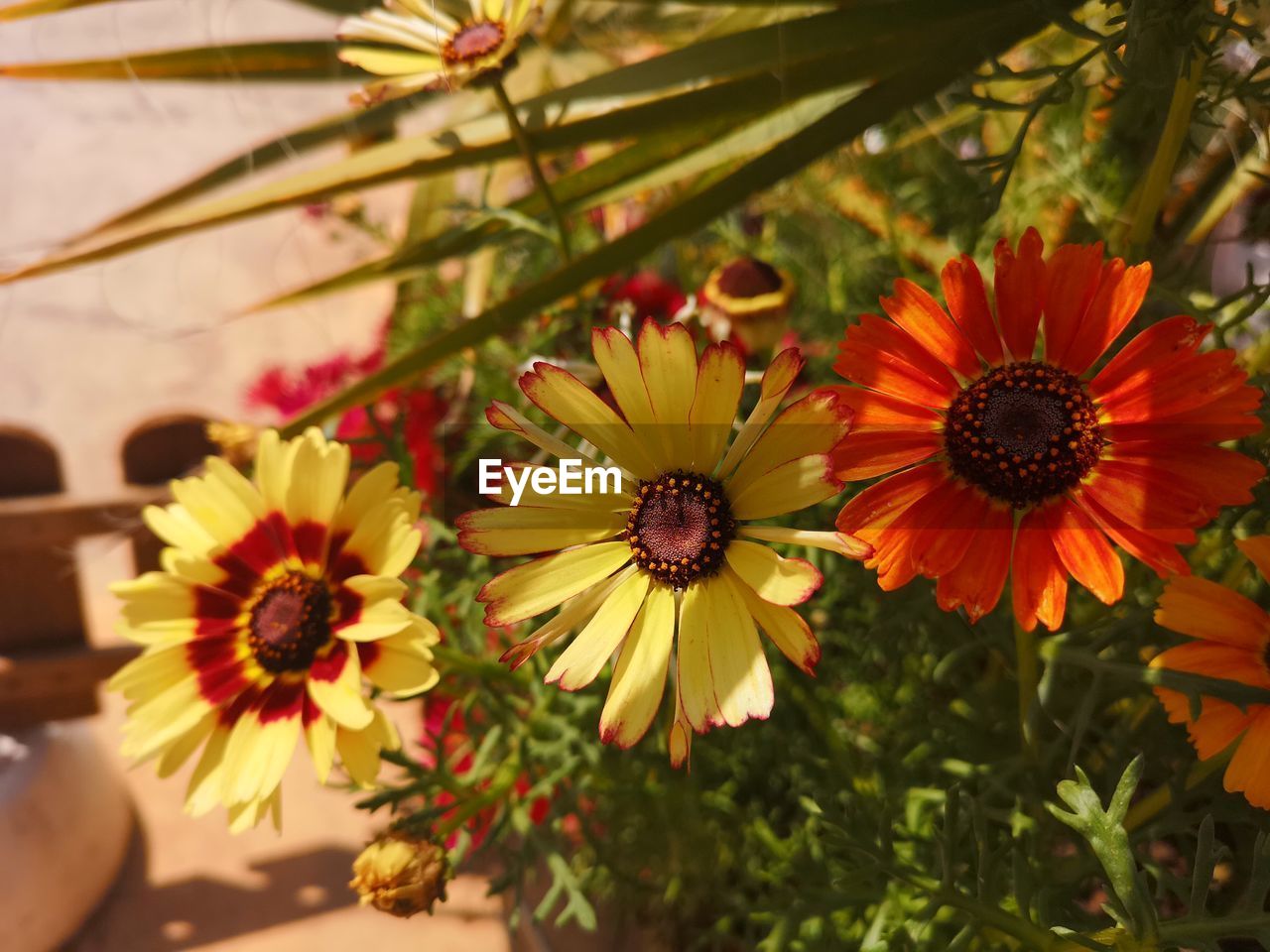 High angle view of yellow flowering plants